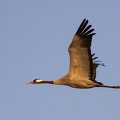 Grue cendrée Grus grus - Common Crane
