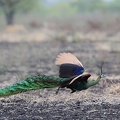 Paon spicifère Pavo muticus - Green Peafowl